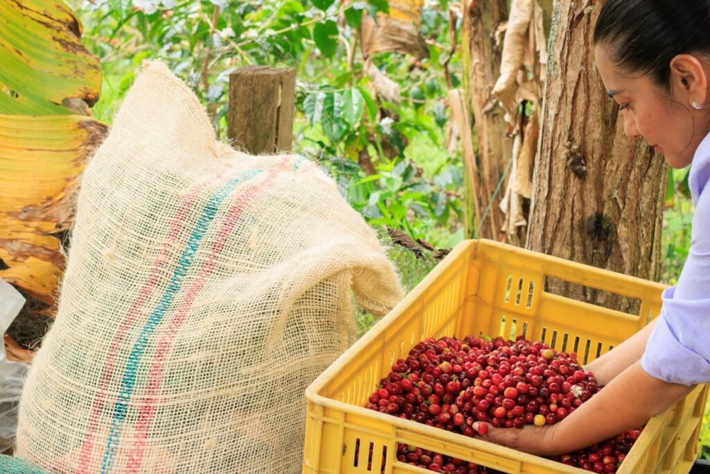 Granos de café recién cosechados en una finca colombiana